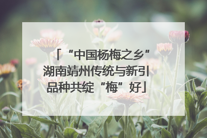 “中国杨梅之乡”湖南靖州传统与新引品种共绽“梅”好
