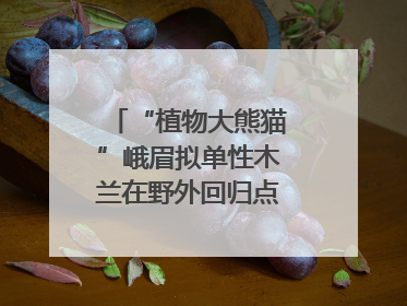 “植物大熊猫”峨眉拟单性木兰在野外回归点首次开花