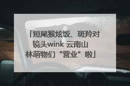短尾猴炫饭、斑羚对镜头wink 云南山林萌物们“营业”啦
