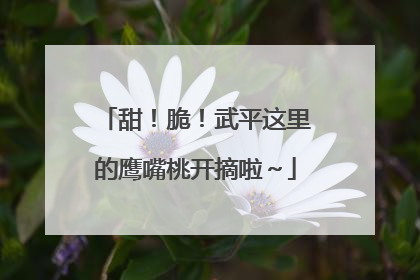 甜！脆！武平这里的鹰嘴桃开摘啦～