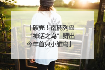 破壳！南麂列岛“神话之鸟”孵出今年首只小雏鸟