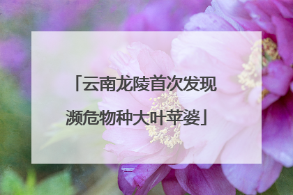 云南龙陵首次发现濒危物种大叶苹婆