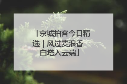 京城拍客今日精选｜风过麦浪香 白塔入云端