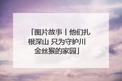 图片故事丨他们扎根深山 只为守护川金丝猴的家园