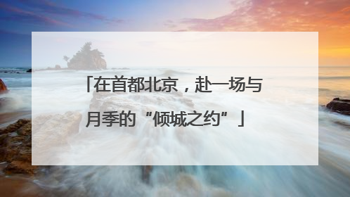 在首都北京，赴一场与月季的“倾城之约”
