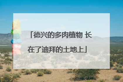 德兴的多肉植物 长在了迪拜的土地上