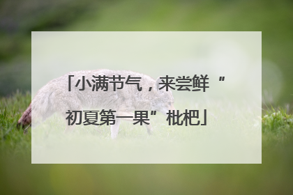 小满节气，来尝鲜“初夏第一果”枇杷