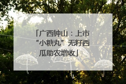 广西钟山：上市“小糖丸”无籽西瓜助农增收
