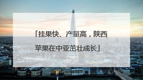 挂果快、产量高，陕西苹果在中亚茁壮成长