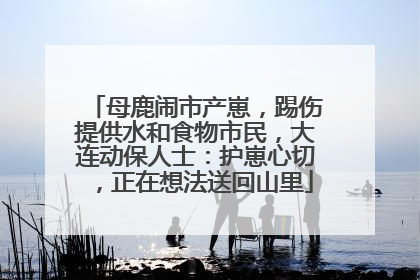 母鹿闹市产崽，踢伤提供水和食物市民，大连动保人士：护崽心切，正在想法送回山里