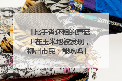 比手臂还粗的蘑菇！在玉米地被发现，柳州市民：能吃吗