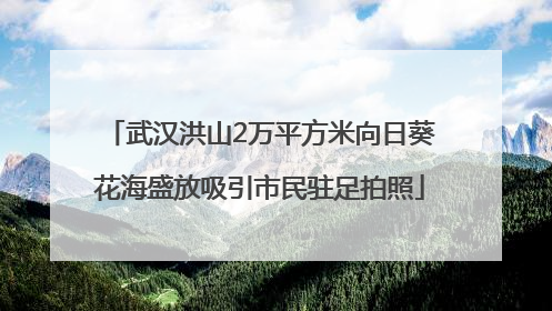 武汉洪山2万平方米向日葵花海盛放吸引市民驻足拍照