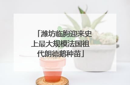 潍坊临朐迎来史上最大规模法国祖代朗德鹅种苗