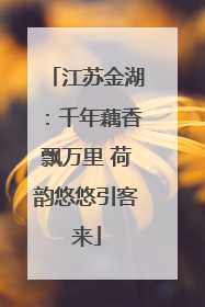 江苏金湖：千年藕香飘万里 荷韵悠悠引客来