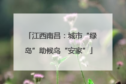 江西南昌：城市“绿岛”助候鸟“安家”