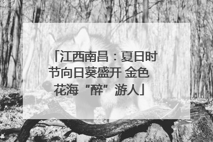 江西南昌：夏日时节向日葵盛开 金色花海“醉”游人