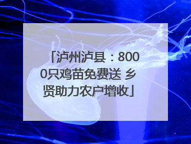 泸州泸县：8000只鸡苗免费送 乡贤助力农户增收