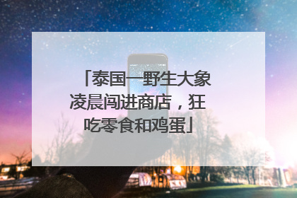 泰国一野生大象凌晨闯进商店，狂吃零食和鸡蛋