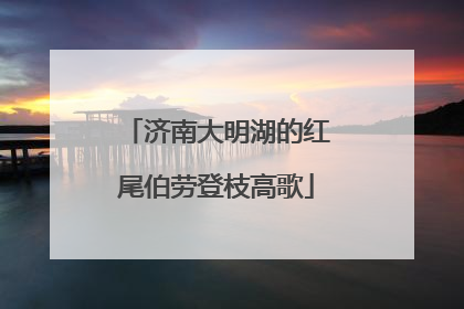济南大明湖的红尾伯劳登枝高歌