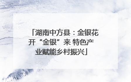 湖南中方县：金银花开“金银”来 特色产业赋能乡村振兴
