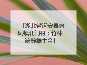 湖北省远安县鸣凤镇北门村：竹林遍野绿生金