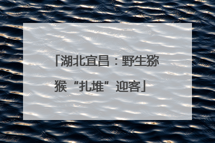 湖北宜昌：野生猕猴“扎堆”迎客