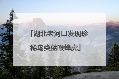 湖北老河口发现珍稀鸟类蓝喉蜂虎