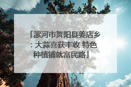 漯河市舞阳县姜店乡：大蒜喜获丰收 特色种植铺就富民路
