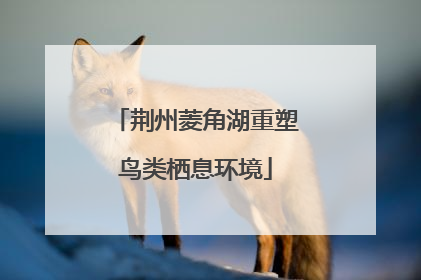 荆州菱角湖重塑鸟类栖息环境