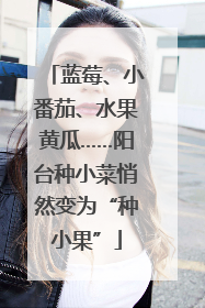 蓝莓、小番茄、水果黄瓜……阳台种小菜悄然变为“种小果”