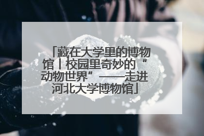 藏在大学里的博物馆丨校园里奇妙的“动物世界”——走进河北大学博物馆