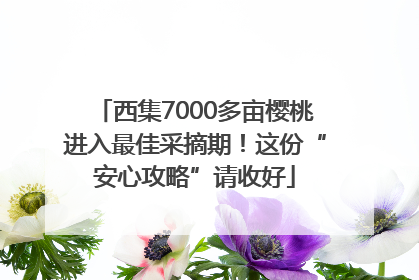 西集7000多亩樱桃进入最佳采摘期！这份“安心攻略”请收好