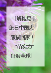 解构局丨旅日中国大熊猫回家！“萌实力”征服全球