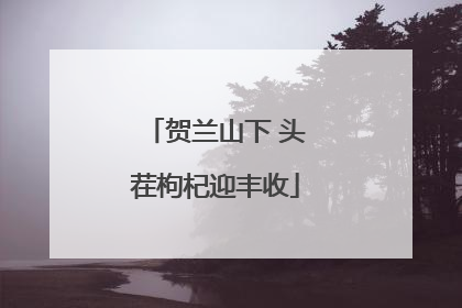 贺兰山下 头茬枸杞迎丰收
