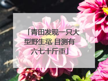青田发现一只大型野生鼋 目测有六七十斤重