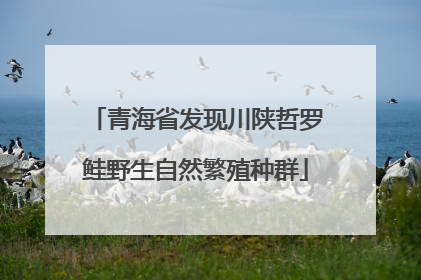 青海省发现川陕哲罗鲑野生自然繁殖种群