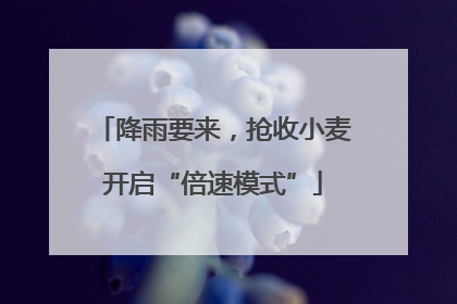 降雨要来，抢收小麦开启“倍速模式”