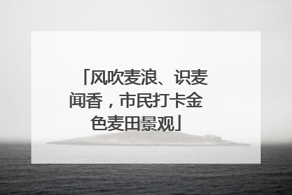 风吹麦浪、识麦闻香，市民打卡金色麦田景观
