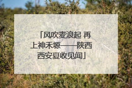 风吹麦浪起 再上神禾塬——陕西西安夏收见闻