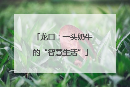 龙口：一头奶牛的“智慧生活”