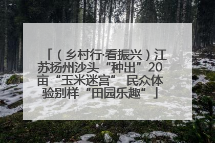 （乡村行·看振兴）江苏扬州沙头“种出”20亩“玉米迷宫” 民众体验别样“田园乐趣”