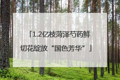 1.2亿枝菏泽芍药鲜切花绽放“国色芳华”