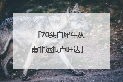 70头白犀牛从南非运抵卢旺达